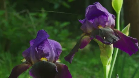 Iris Stock Footage 74133704
