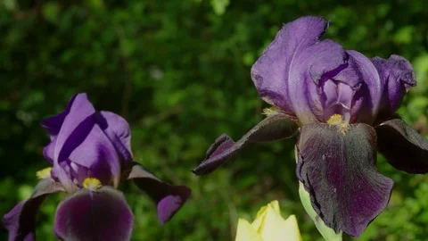 Iris Stock Footage 74133717