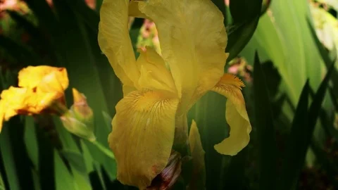 Iris Stock Footage 74135553