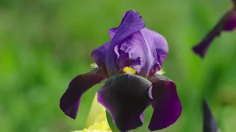 Iris Stock Footage 74135666