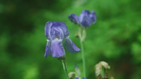 Iris Stock Footage 74710526
