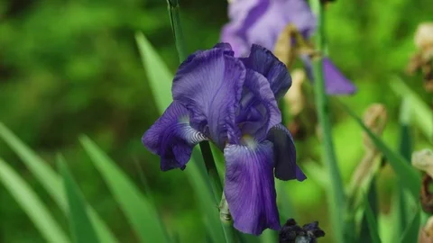 Iris Stock Footage 74715736
