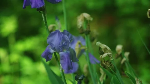 Iris Stock Footage 74715760