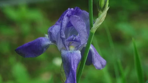 Iris Stock Footage 74715843