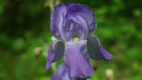 Iris Stock Footage 74721158