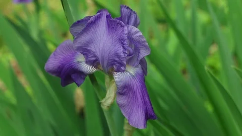 Iris Stock Footage 74721309