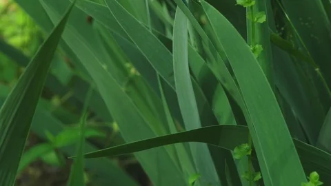 Iris Stock Footage 74721429