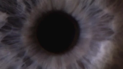 Iris Stock Footage 103051706