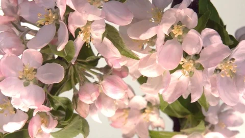 Iris 스톡 동영상 120021160