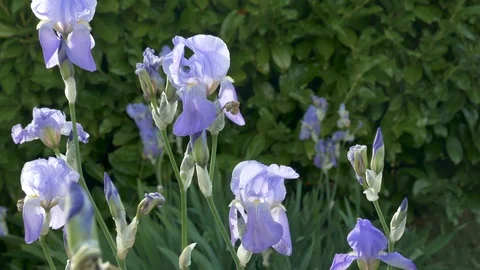 Iris Vídeo Stock 129563324