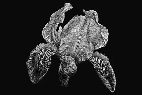 Iris in full bloom  in black and white Stock-Fotos