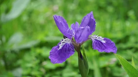 Iris in full bloom in garden Stock Footage 150068582