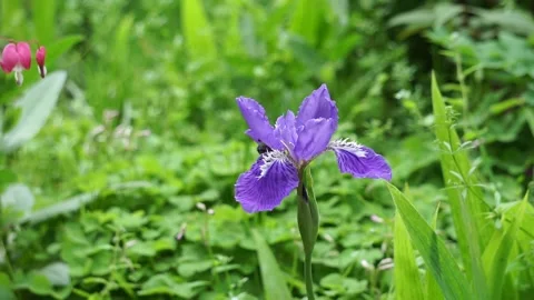 Iris in full bloom in garden Vídeo Stock 150068591