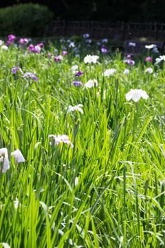 Iris in full bloom Stock Photos