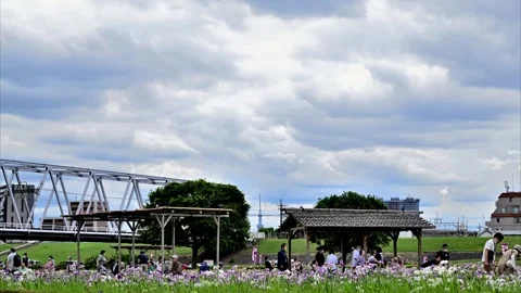 Iris Garden and Tokyo Skytree Under Layered Clouds - Tokyo, Japan Stock Footage 336520019