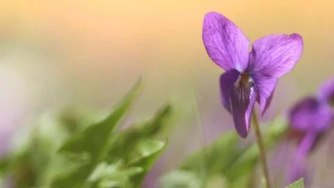 Iris garden background Stock Photos