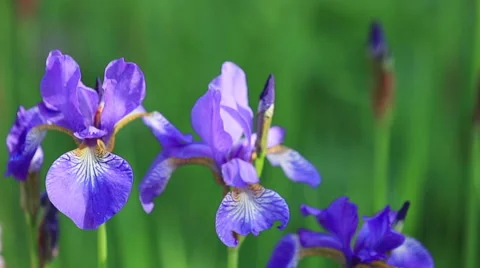 Iris garden Video stock 63730548