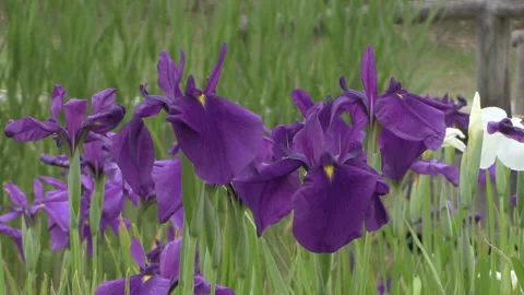 Iris Garden Video stock 327494751
