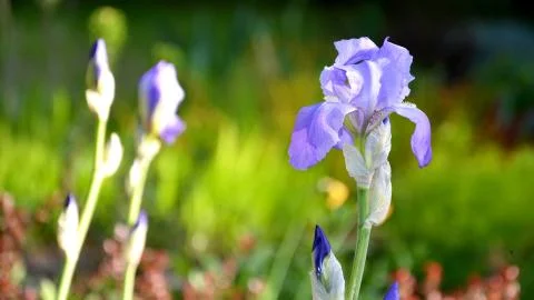 Iris garden Stock Photos