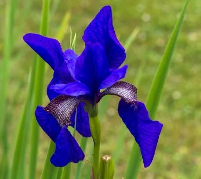 Iris in the Garden 스톡 사진