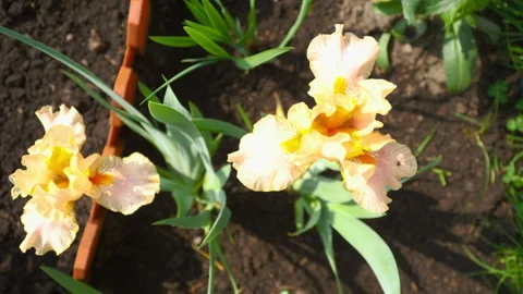 Iris in the garden on a sunny day Stock Footage 314651400