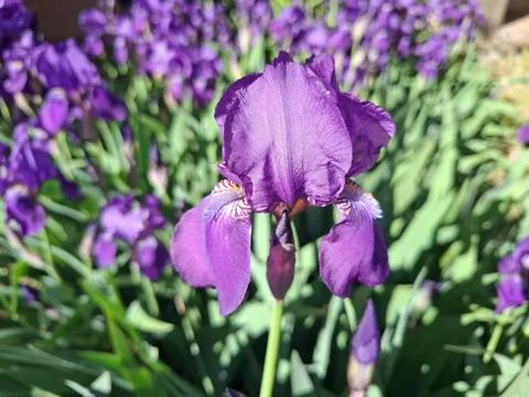 Iris germanica flower. In Romania Фото