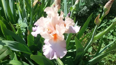 Iris germanica Stock Footage 90491819