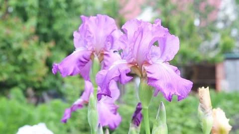 Iris germanica Stock Footage 132162765