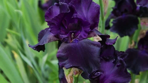 Iris germanica Stock Footage 132162786