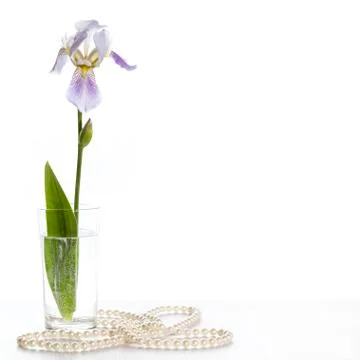 Iris in a glass Stock Photos