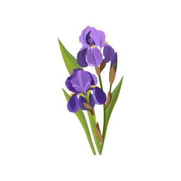 Iris Hand Drawn Realistic Illustration Stock Illustration