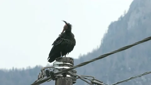 Iris hermit, ibis eremita (Geronticus eremita) Stock Footage 237889250