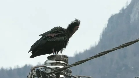 Iris hermit, ibis eremita (Geronticus eremita) Stock Footage 237914611