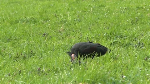 Iris hermit, ibis eremita (Geronticus eremita) Stock Footage 254116974