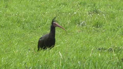 Iris hermit, ibis eremita (Geronticus eremita) Video stock 254128543