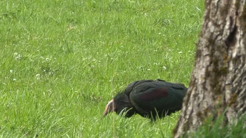 Iris hermit, ibis eremita (Geronticus eremita) Video stock 254128650