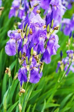 Iris Hybrid Stock Photos