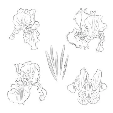 Iris Stock Illustration