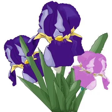 Iris Stock Illustration
