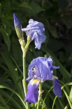 Iris (Iris  germanica) flower. The spring garden ornament in the iris flower. Stock Photos