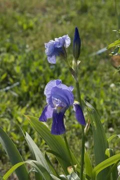 Iris (Iris  germanica) flower. The spring garden ornament in the iris flower. Stock Photos