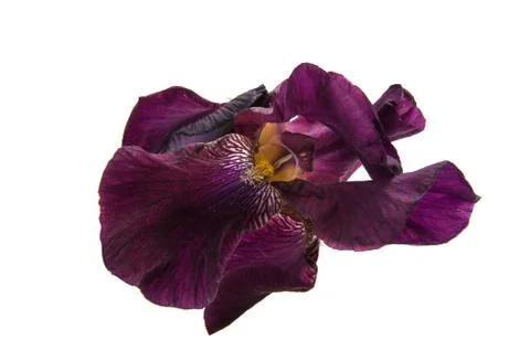 Iris isolated Stock Photos
