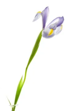Iris isolated on white Stock Photos