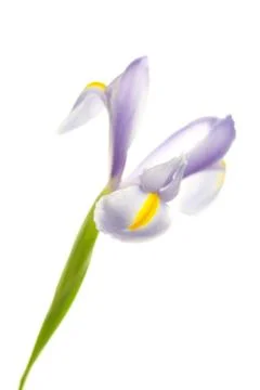 Iris isolated on white Stock Photos