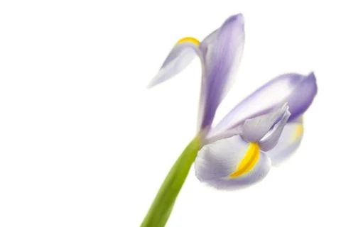Iris isolated on white Stock Photos