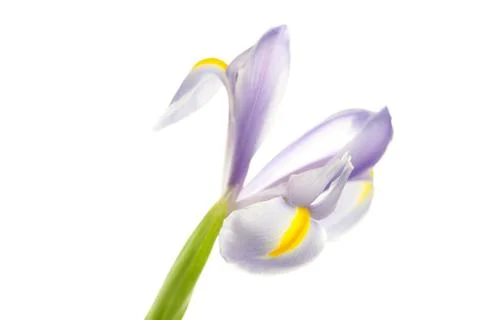Iris isolated on white Foto stock