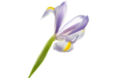 Iris isolated on white Stock Photos