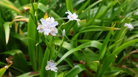 Iris japonica Stock Footage 266489335