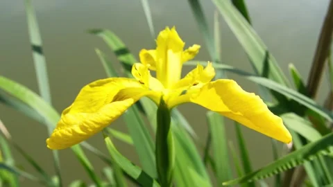 Iris on the lake shore. Stock Footage 308180537