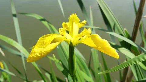 Iris on the lake shore. Stock Footage 308180838